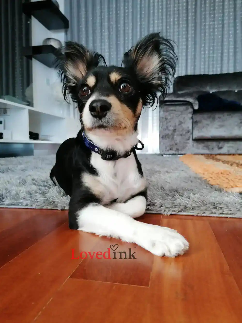 Small black, white, and brown dog sitting on a wooden floor with a 'LovedInk' logo in the corner.